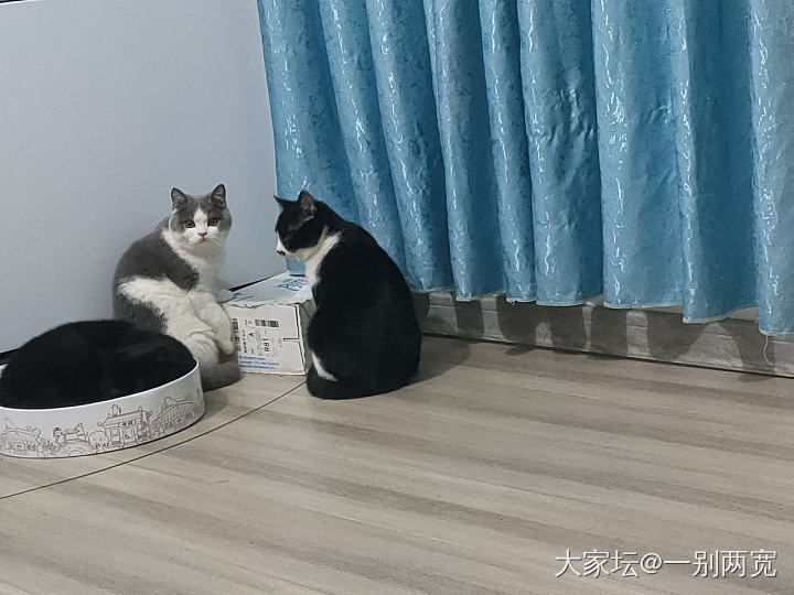 组团干坏事，该打！😂_猫