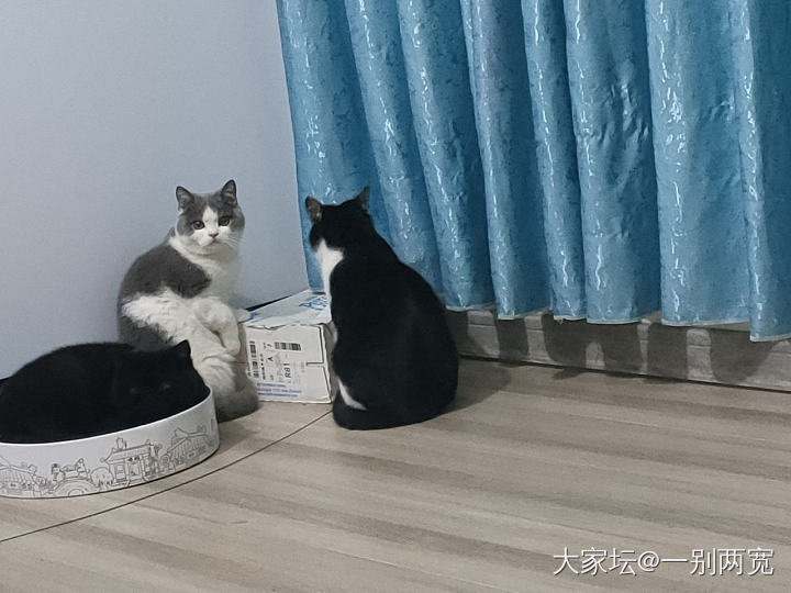 组团干坏事，该打！😂_猫