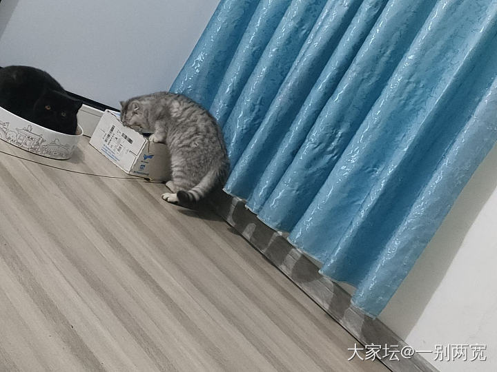 组团干坏事，该打！😂_猫