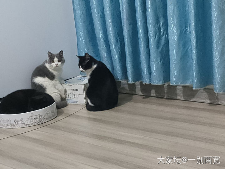 组团干坏事，该打！😂_猫