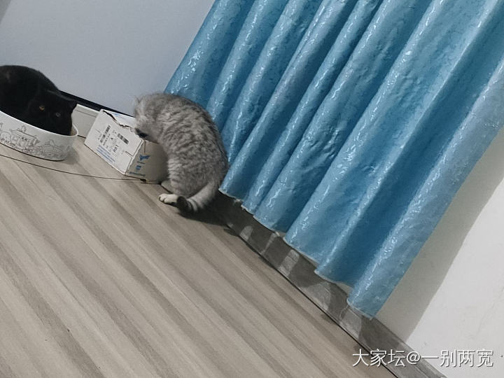 组团干坏事，该打！😂_猫