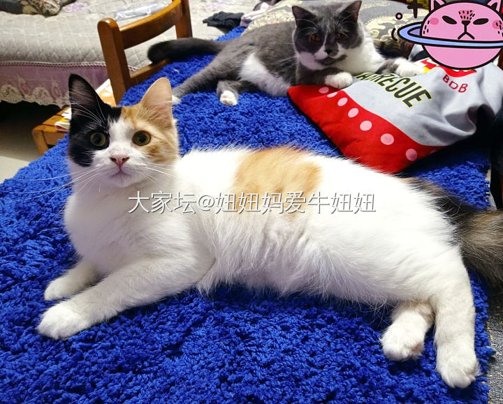 组团干坏事，该打！😂_猫