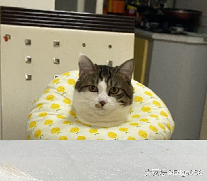 再用喵子们水一波_猫