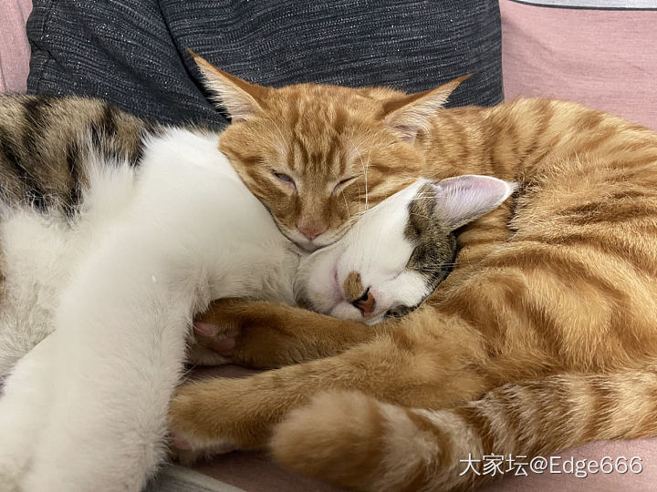 再用喵子们水一波_猫