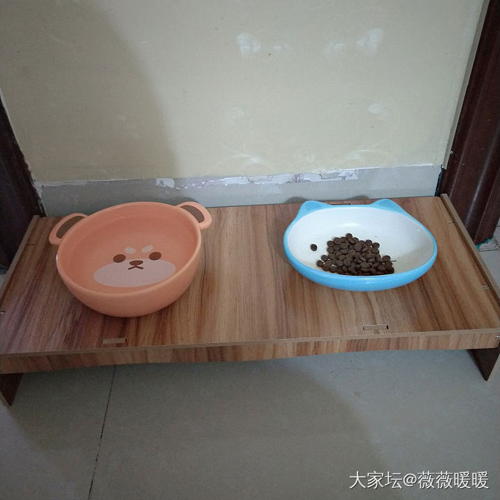 活抓一只不好好吃猫粮每天到零食碗旁边等着喝羊奶的小猫咪_宠物