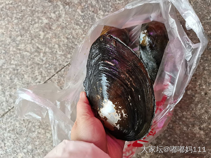 一直不知道河蚌怎么烧？_食材美食