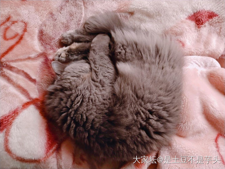 坐等体检报告秀一秀_猫