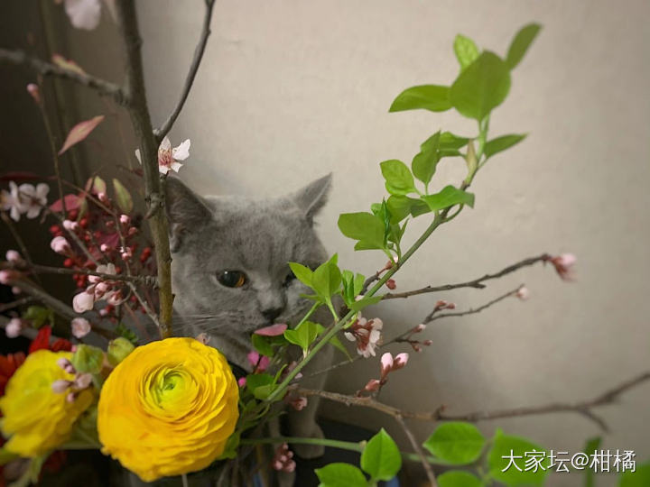 渣猫 特别渣_猫