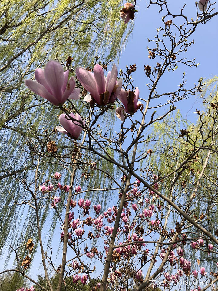 顾村公园：花花的世界_花