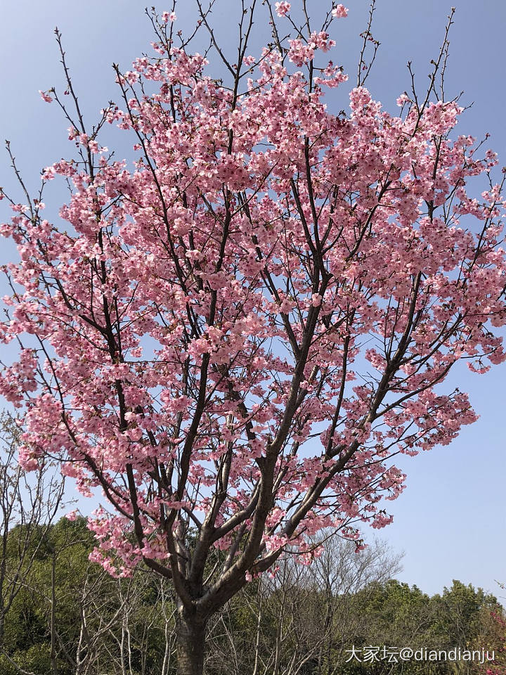 顾村公园：花花的世界_花