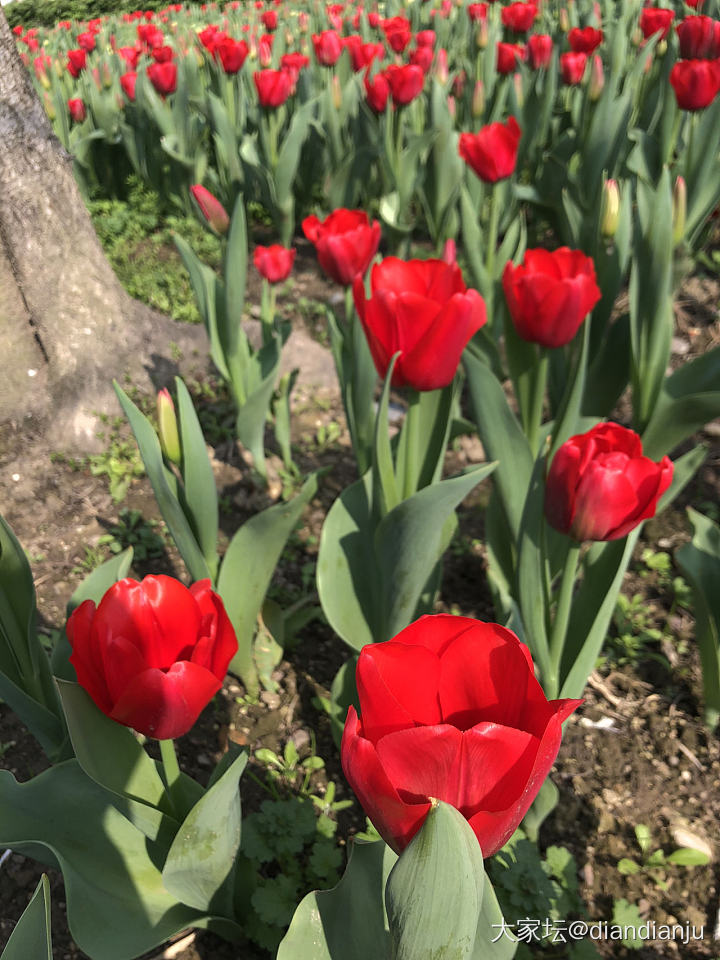 顾村公园：花花的世界_花