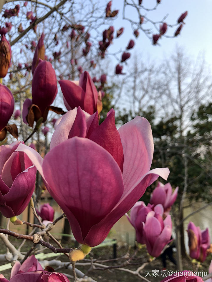 顾村公园：花花的世界_花