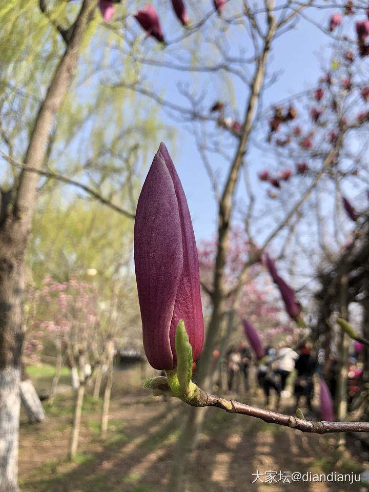 顾村公园：花花的世界_花