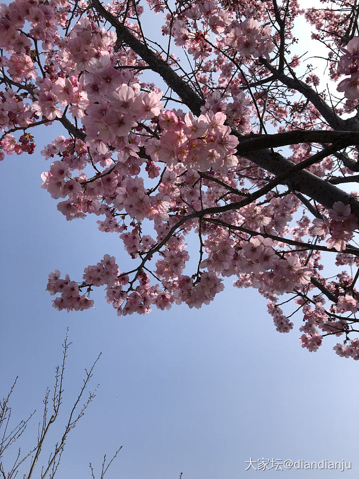 顾村公园：花花的世界_花