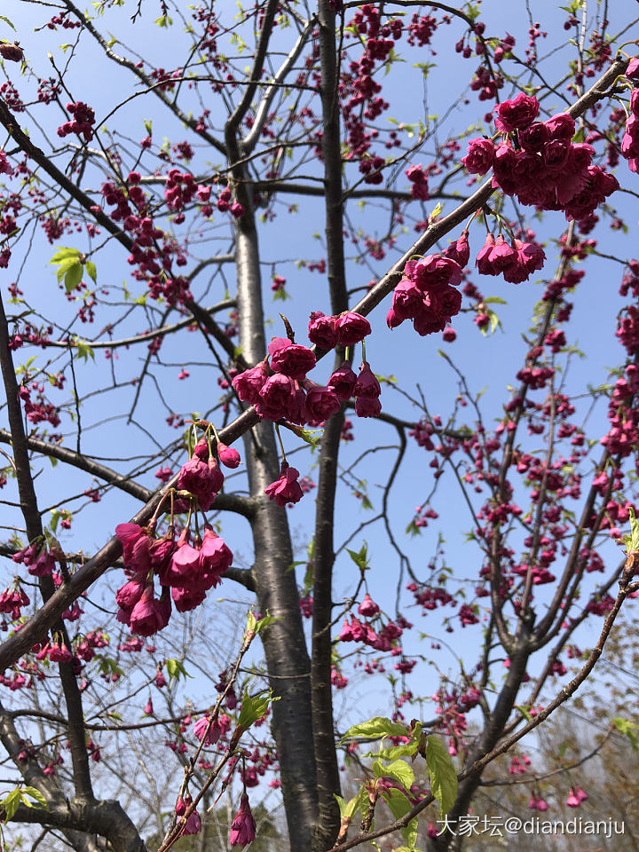 顾村公园：花花的世界_花