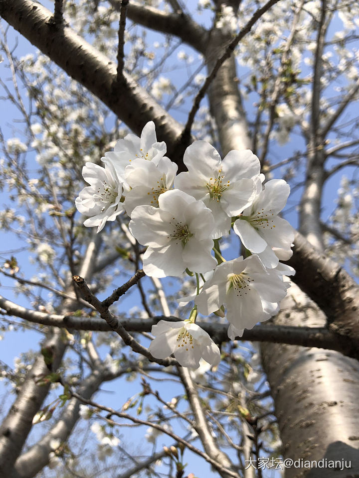 顾村公园：花花的世界_花