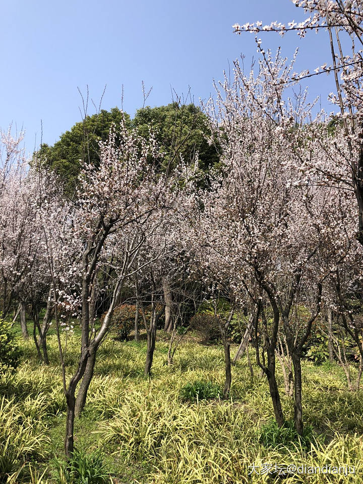 顾村公园：花花的世界_花