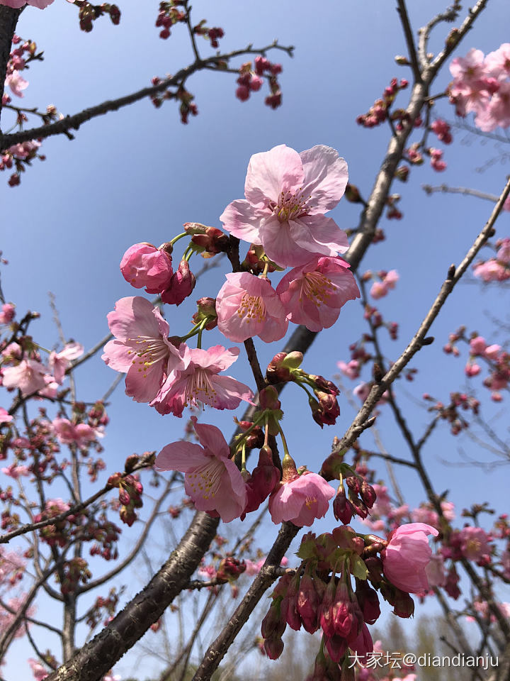 顾村公园：花花的世界_花