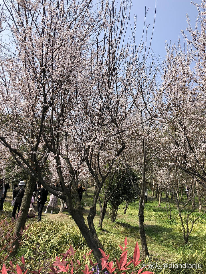 顾村公园：花花的世界_花