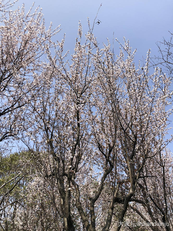 顾村公园：花花的世界_花