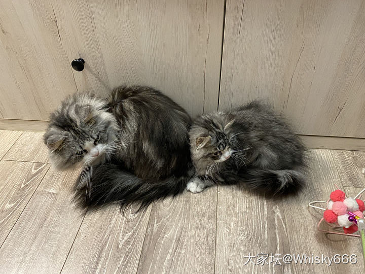 你们是复制黏贴的嘛~_猫宠物