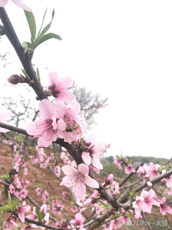 水红包