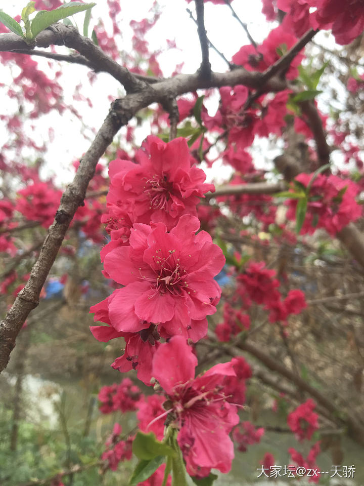 水红包