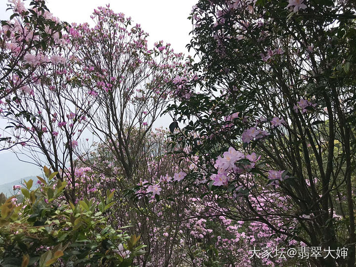 欣赏下梧桐山的花_旅游