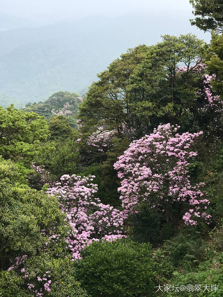 欣赏下梧桐山的花_旅游