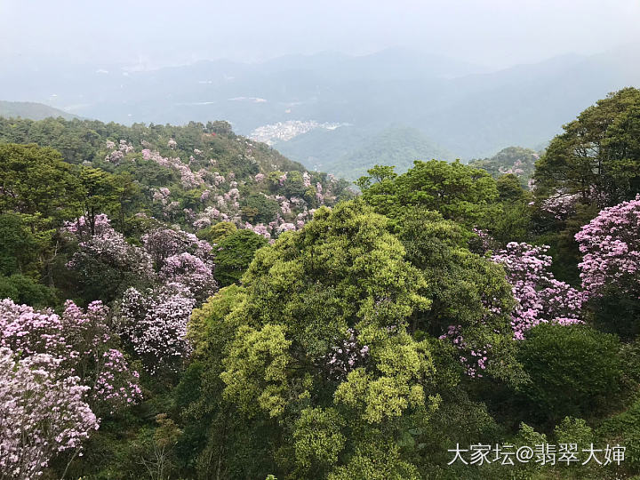 欣赏下梧桐山的花_旅游