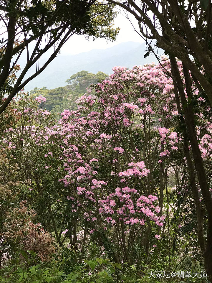 欣赏下梧桐山的花_旅游