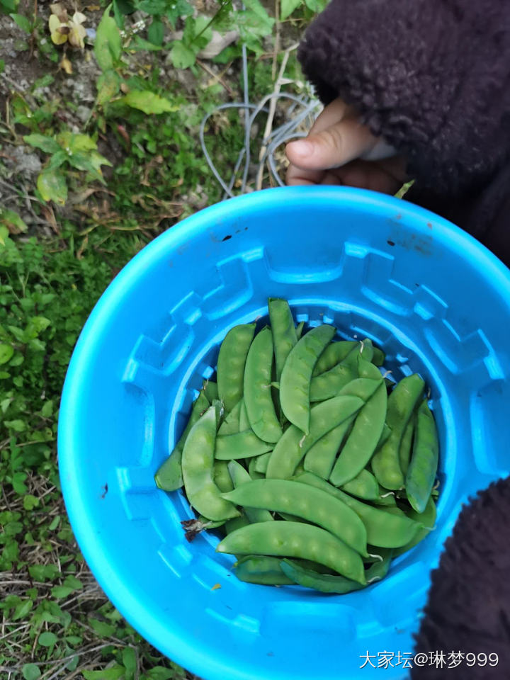 娃今天跟着爷爷去摘豆豆了，喜欢吃豆子，爷爷给种了好多，这下感觉吃不完了😊两个品种...