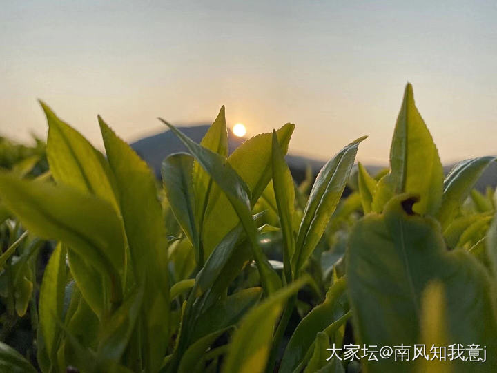 夕阳下的茶山⛰️