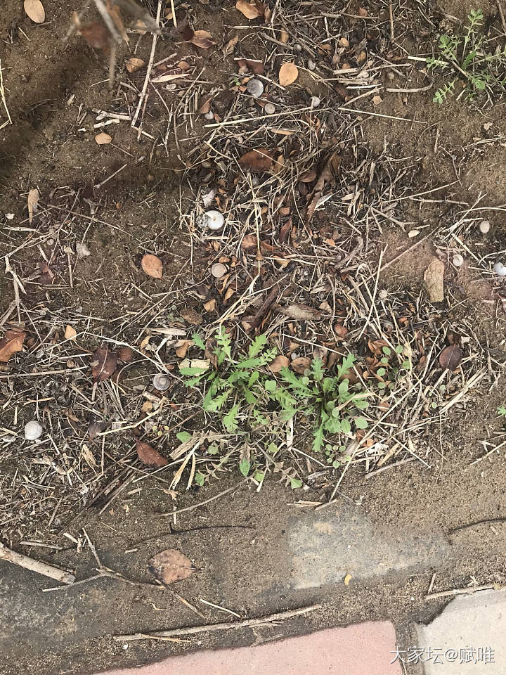 这是荠菜嘛？_食材