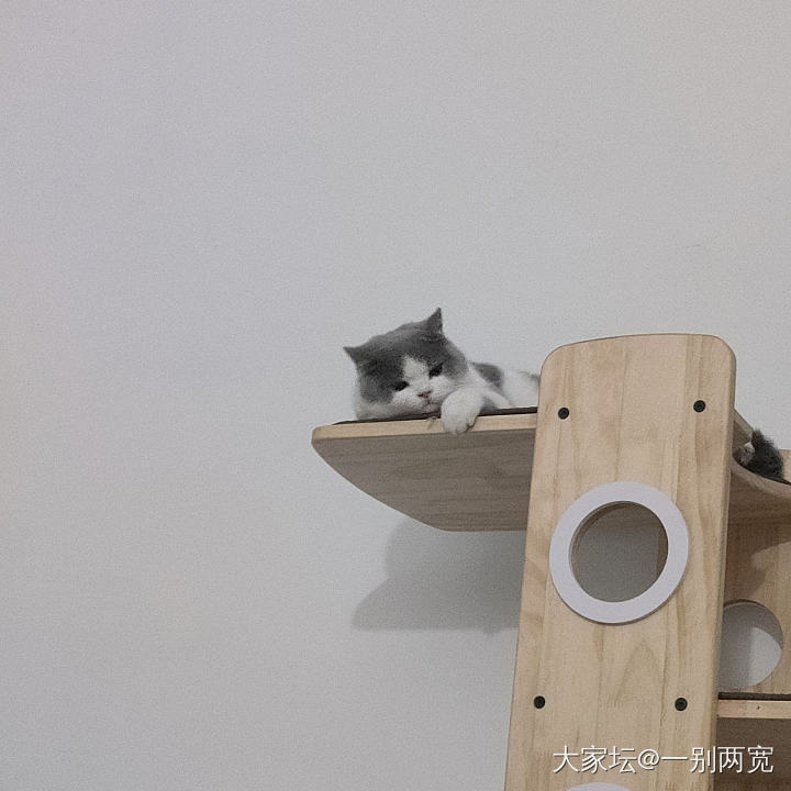 困了π_π_猫