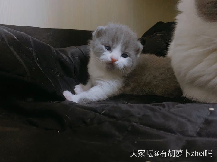 刚睁眼的小奶猫_猫