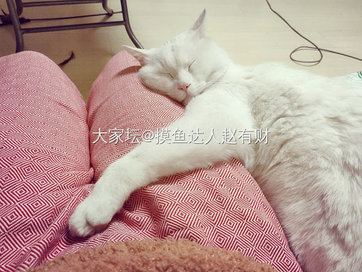 养猫真是快乐的事情_猫