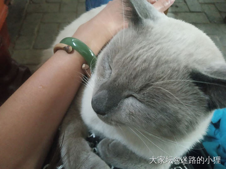 养猫真是快乐的事情_猫