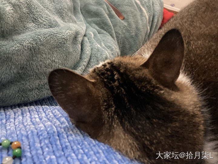 养猫真是快乐的事情_猫