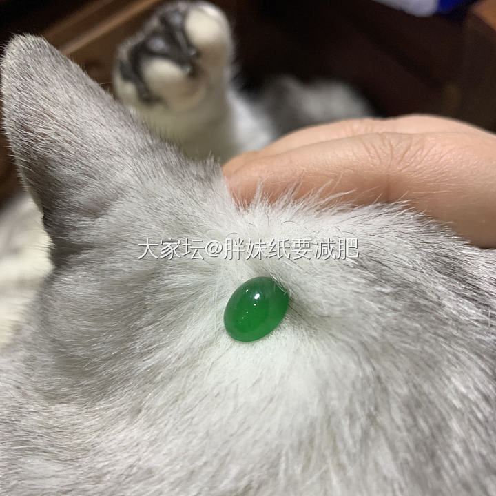 仔仔细细的水一个贴哈哈哈哈