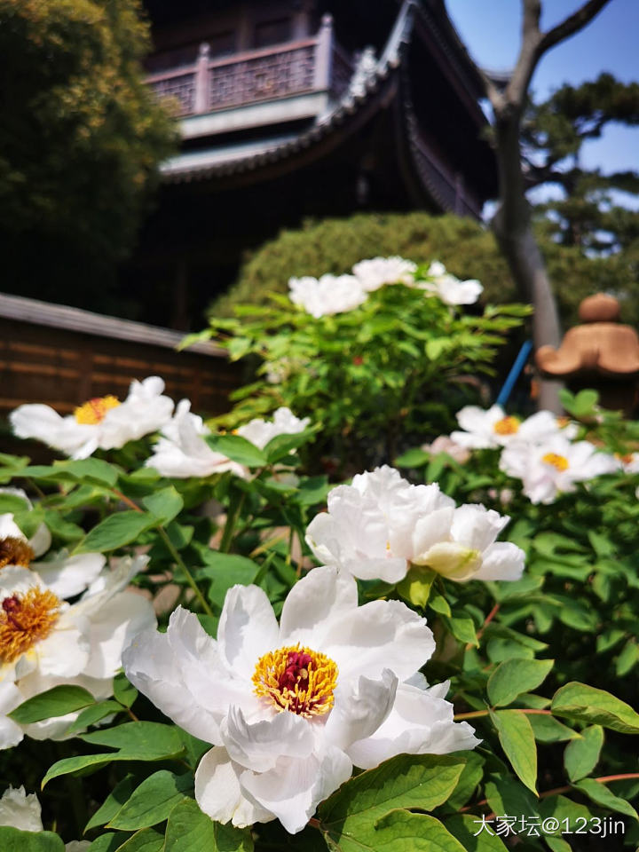 牡丹花开_植物