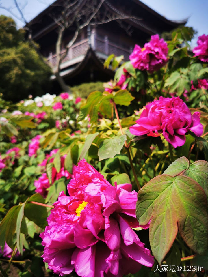 牡丹花开_植物