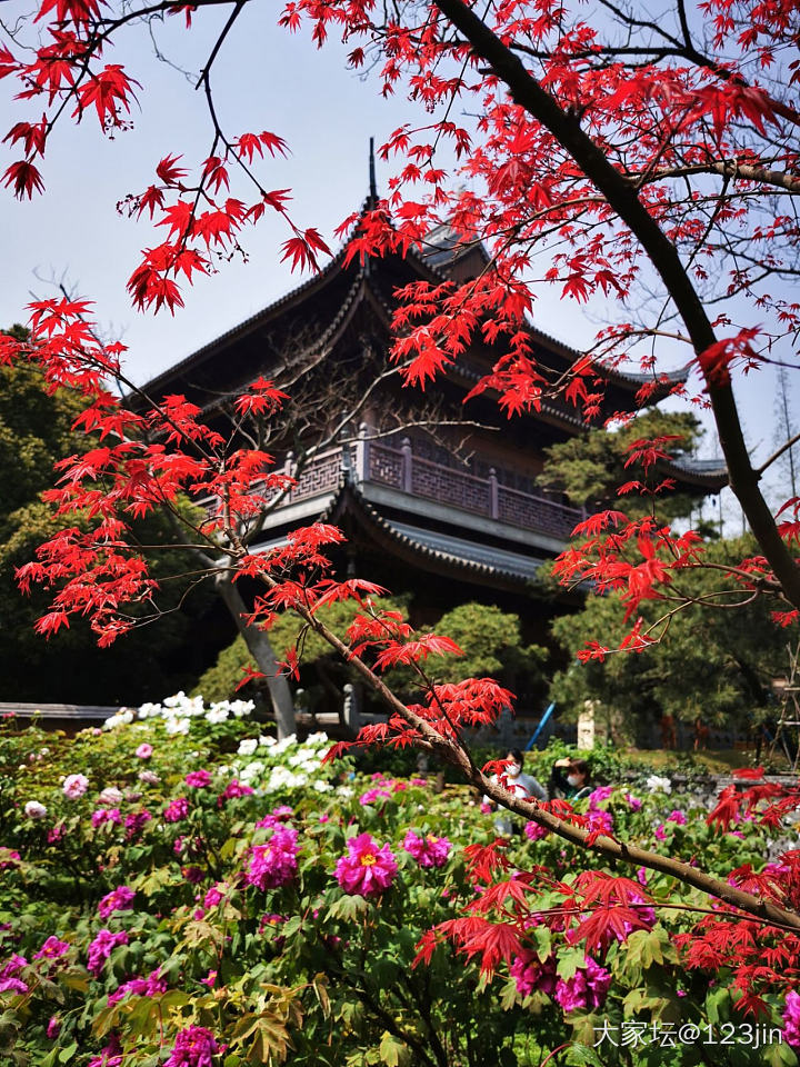 牡丹花开_植物