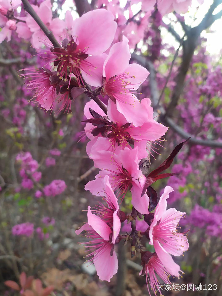 路边花_植物