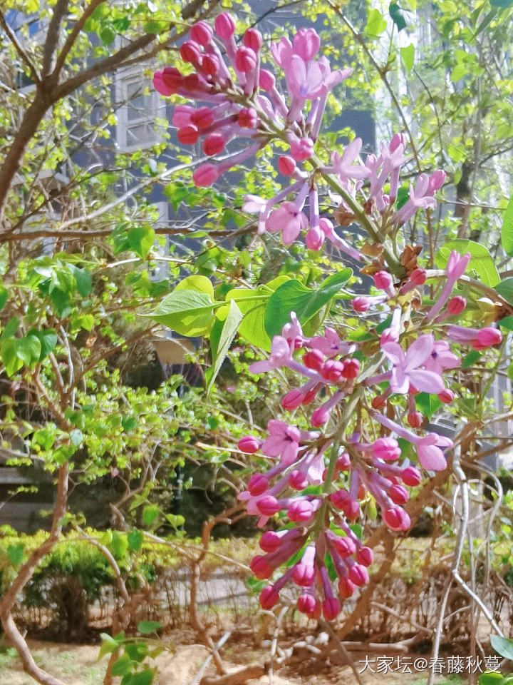 北京终于也到春天了，今天在小区遛狗，顺手一拍，都是美景