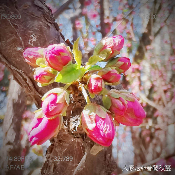北京终于也到春天了，今天在小区遛狗，顺手一拍，都是美景