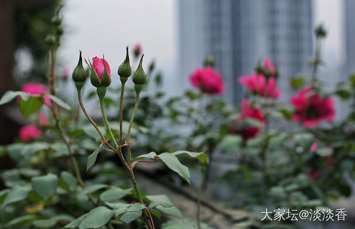 花开了，天热了，又想戴凉冰冰的翡翠了🤪_花