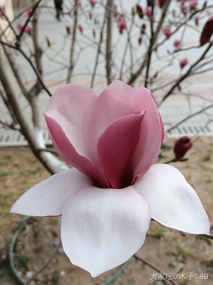 兰花苑看花开_植物大家谈旅游