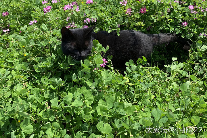 携二喵散步记_猫