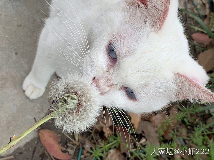 携二喵散步记_猫